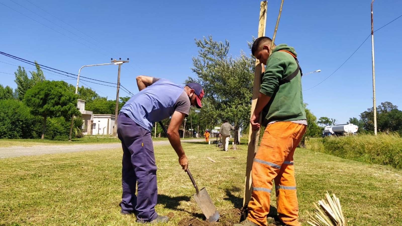 Plantaron jacarandás en Pergamino a la vera de la RN 8